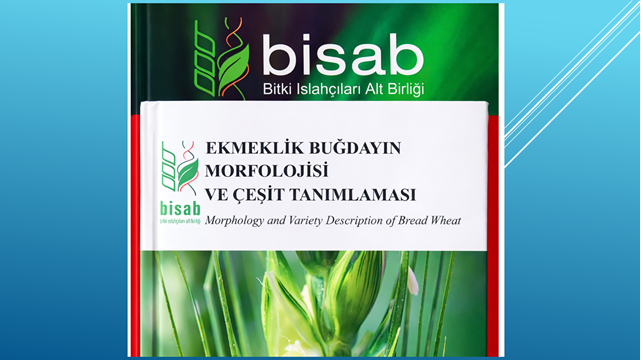 Ekmeklik Buğdayın Morfolojisi ve Çeşit Tanımlaması