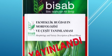 Ekmeklik Buğdayın Morfolojisi ve Çeşit Tanımlaması kitabı